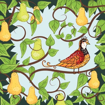 Partridge in a Pear Tree a partridge in a pear tree 12 days of christmas