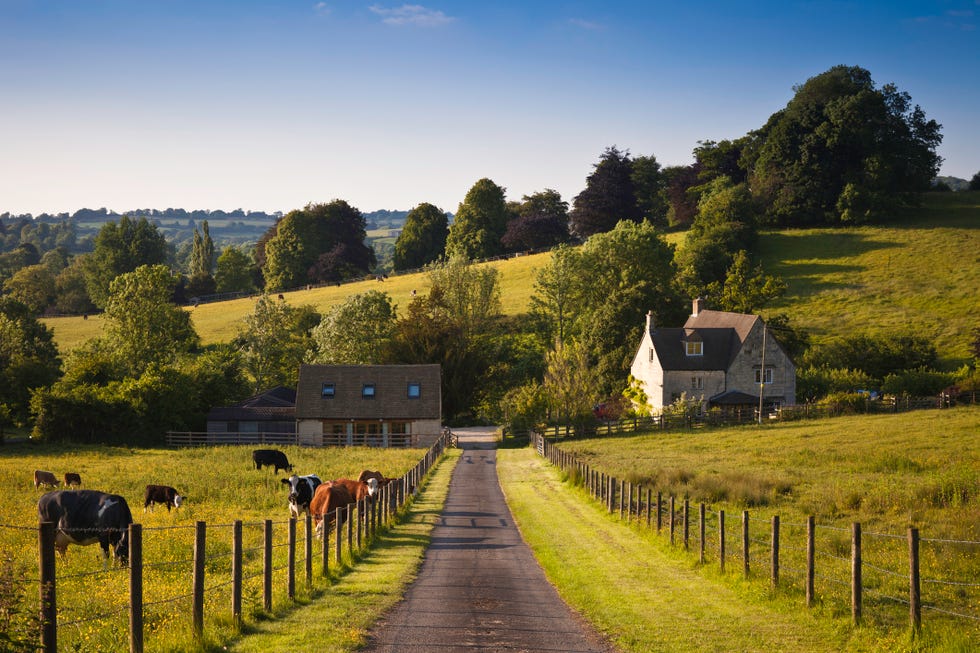 cows grazing in the sun