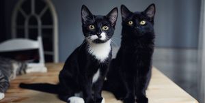 portrait of two black and white kittens sitting together