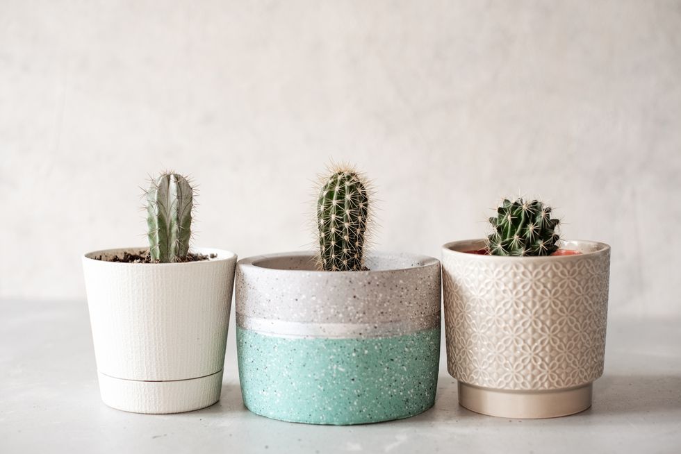 collection of various cactus and succulent plants in different pots potted cactus house plants on white shelf against white wall