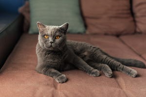 lazy british short hair cat sleeping on a couch in a flat in edinburgh, scotland, with her face squashed as she is fully relaxed
