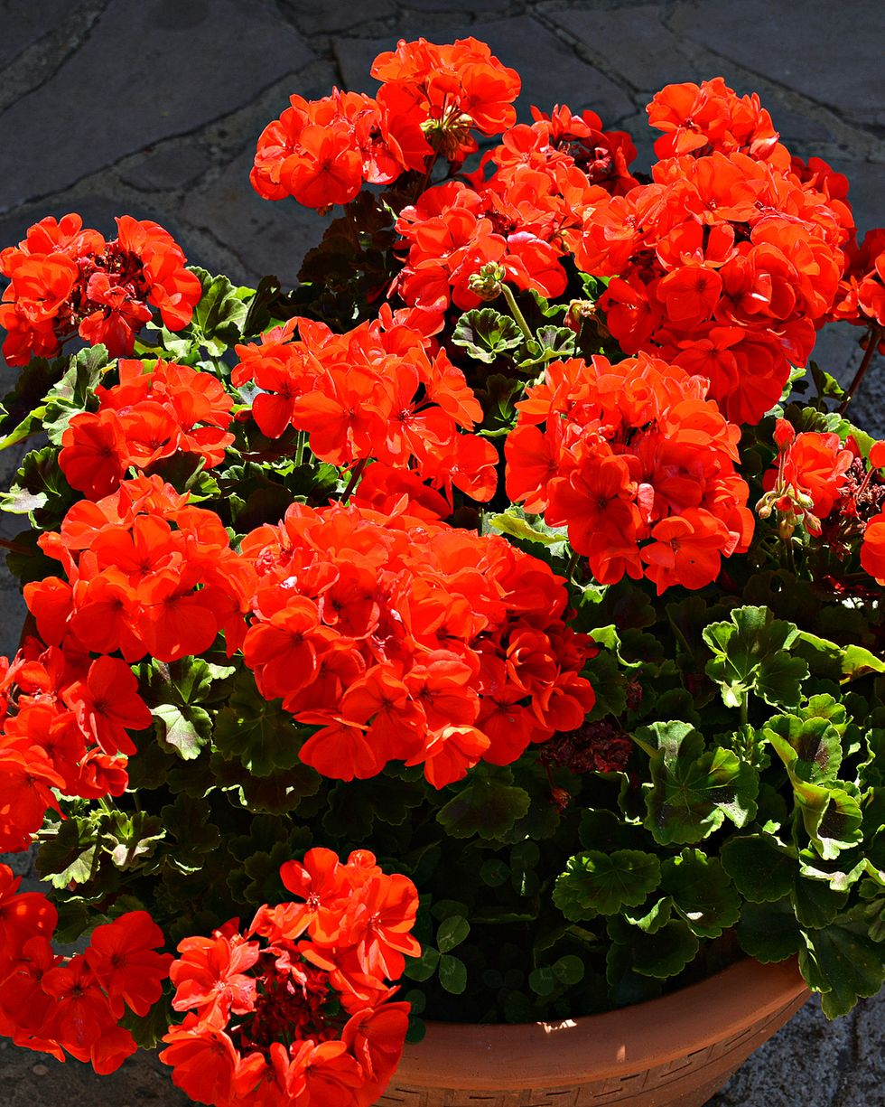 Venta al por mayor de flor roja naturaleza para decorar cualquier