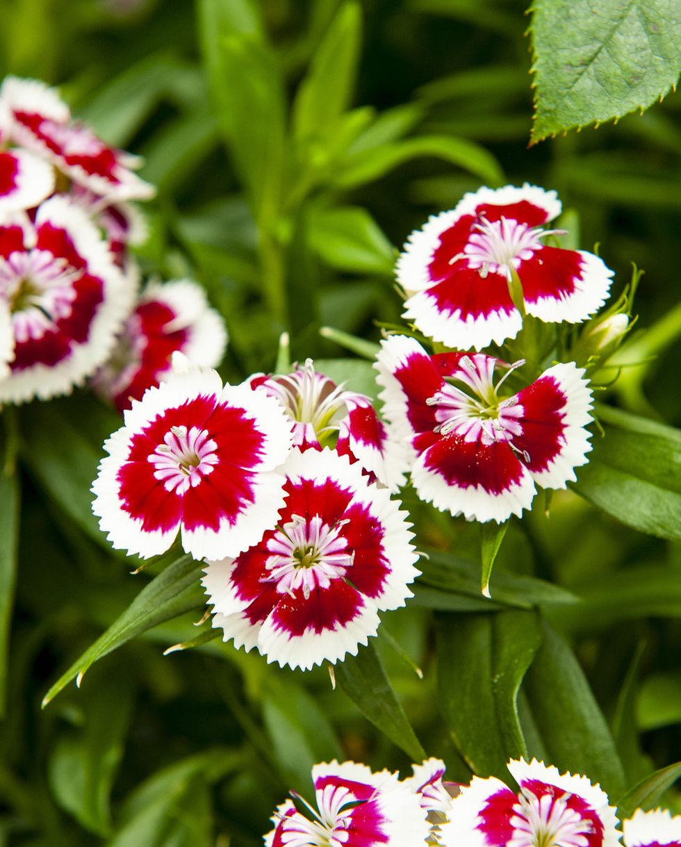 dianthus barbatus sweet william is a species of dianthus native to southern europe and parts of asia which has become a popular ornamental garden plant