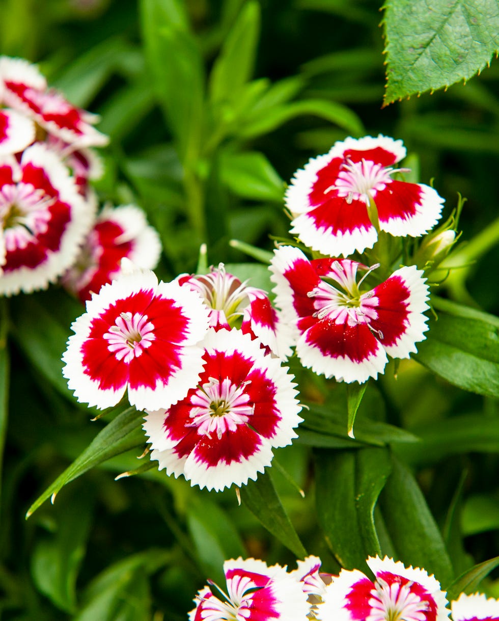 dianthus barbatus sweet william is a species of dianthus native to southern europe and parts of asia which has become a popular ornamental garden plant