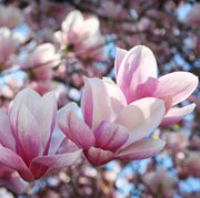 gorgeous blooms of pink magnolia seem to be dancing in spring light