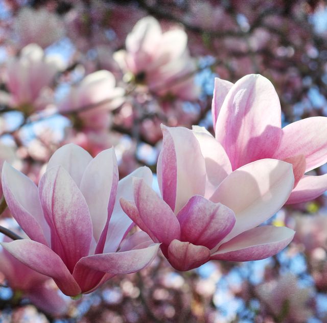 gorgeous blooms of pink magnolia seem to be dancing in spring light