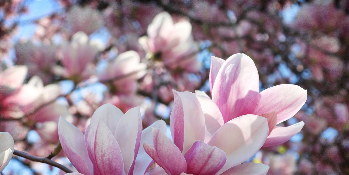 Beautiful Magnolia Flowers | Country Living