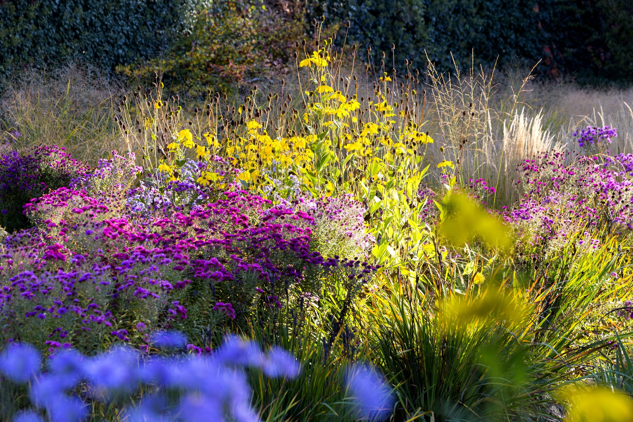 30 Best Fall Flowers to Plant - Flowers That Bloom in Fall