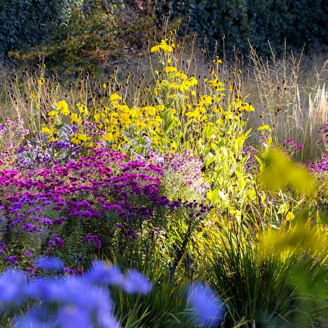 30 Best Fall Flowers to Plant - Flowers That Bloom in Fall