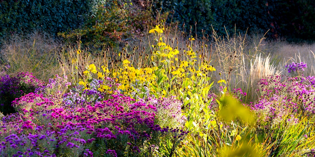 autumn flower garden