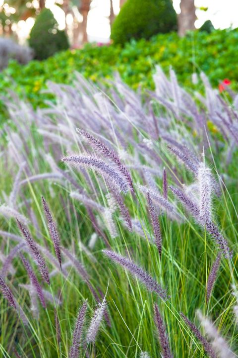 looking into bed of wild purple fountain grass
