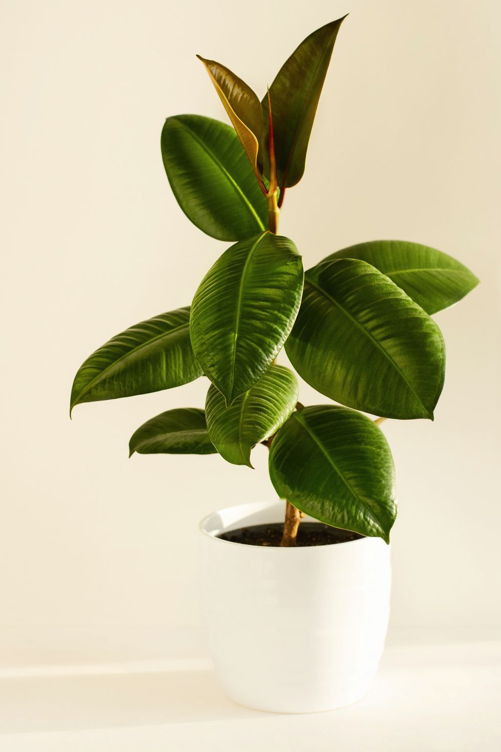 home plant in white flowerpot, young plant of ficus elastica plant on a light background close up vertical crop copy space