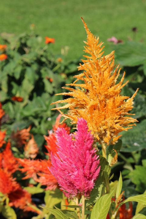 a feast of colours brought to us by the autumnal season the flame like flower heads of celosia plant cocks comb in vibrant colours