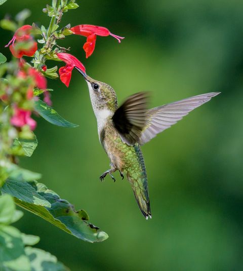 flowers that attract hummingbirds like salvia