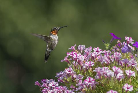 flowers that attract hummingbirds like calibrachoa