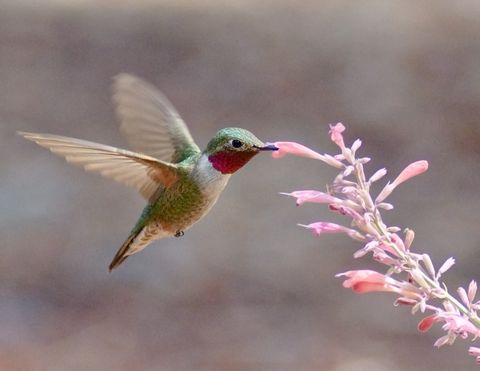 flowers that attract hummingbirds like hummingbird mint