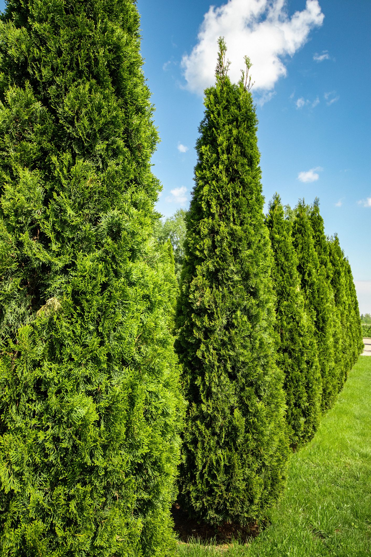 The 10 Best Fast-Growing Trees For Your Garden