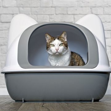 cute tabby cat sitting in a litter box and looking curious to the camera panoramic image with copy space