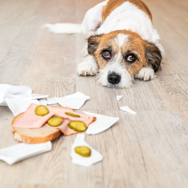 The Ultimate List of Human Foods Dogs Can and Can't Eat