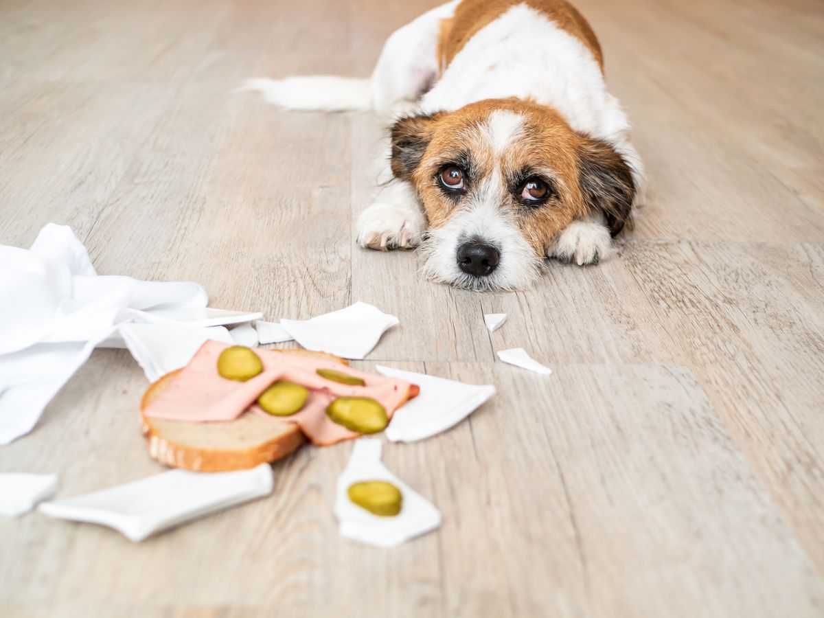9 Foods That Are Toxic to Dogs - Dangerous People Foods Dogs Can't Eat