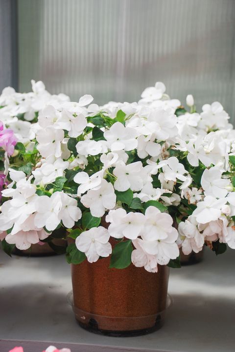 flowers that bloom at night like white impatiens