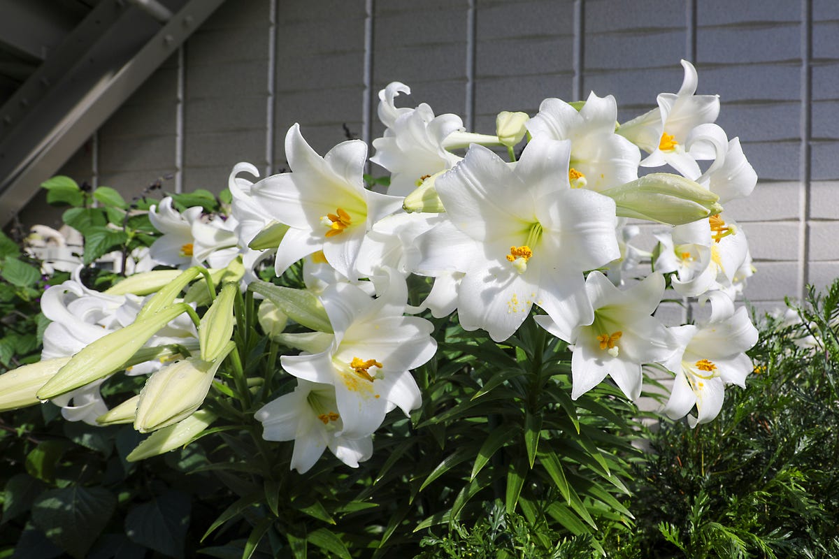 spotted oriental lily in a garden, under the sun