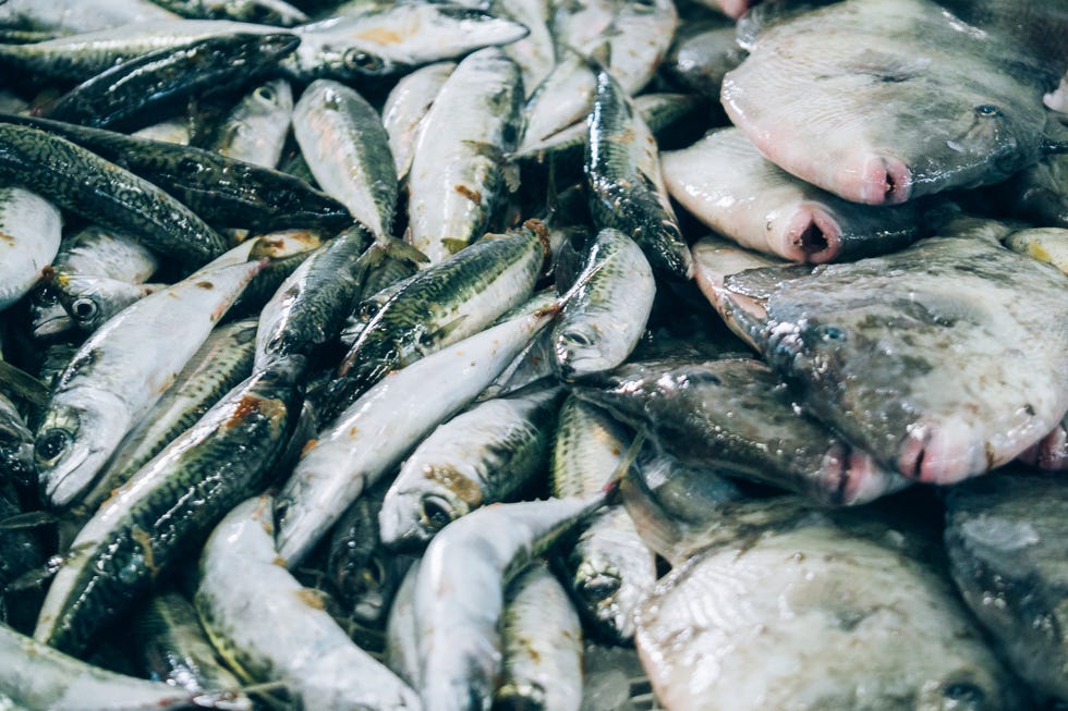 fresh fish at the sea market, ready to sell sardine, sole, flat fish