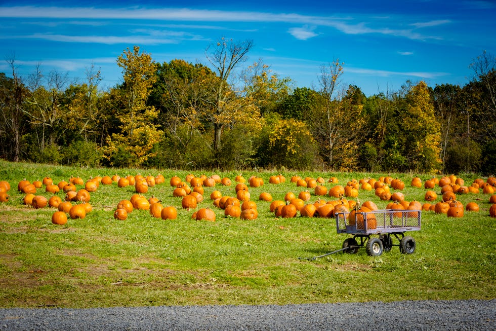 wagon with pumpkin in front of the pumpkin patch