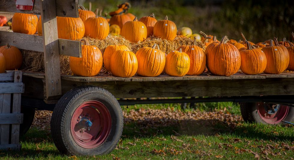 halloween pumpkins loaded on a farmers wagon in rural vermont