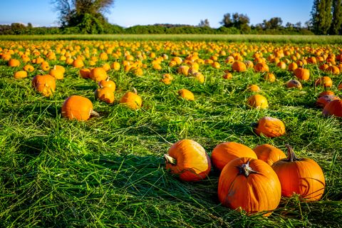 lots of pumpkins for picking and preparing for the autumn and halloween carving, at pumpkin patch field in richmond bc canada