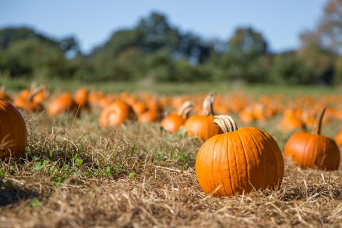 fresh orange pumpkins on a farm field rural landscape copy space for your text blurred background