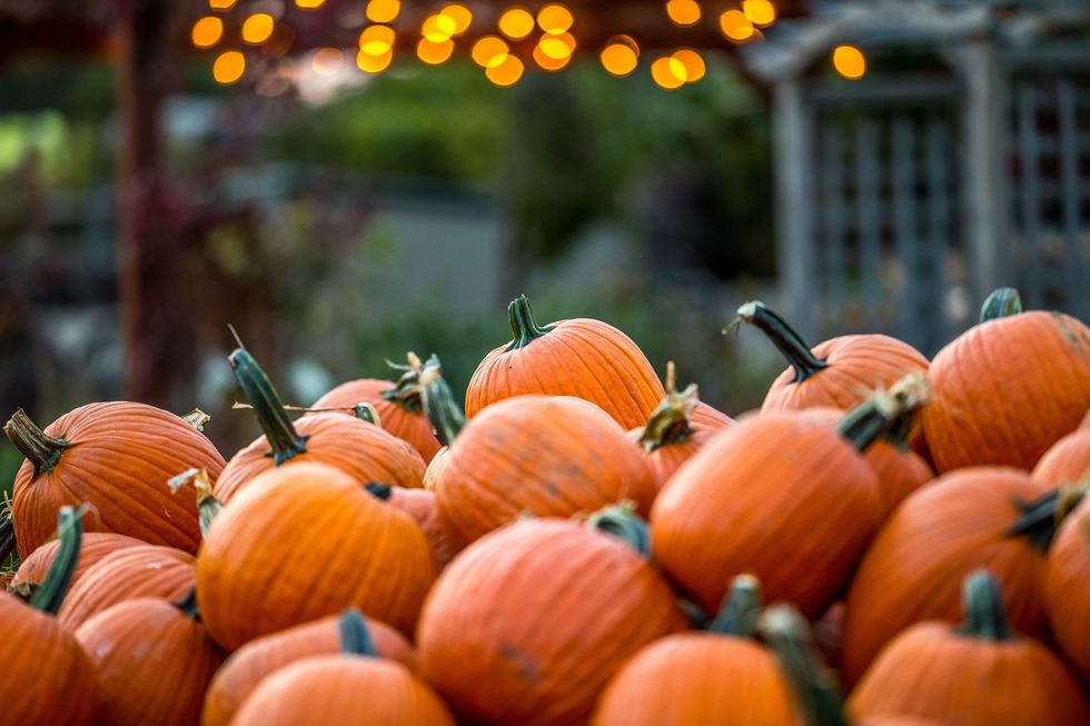 gorgeous orange pumpkin patch with twinkle light bokeh at dusk