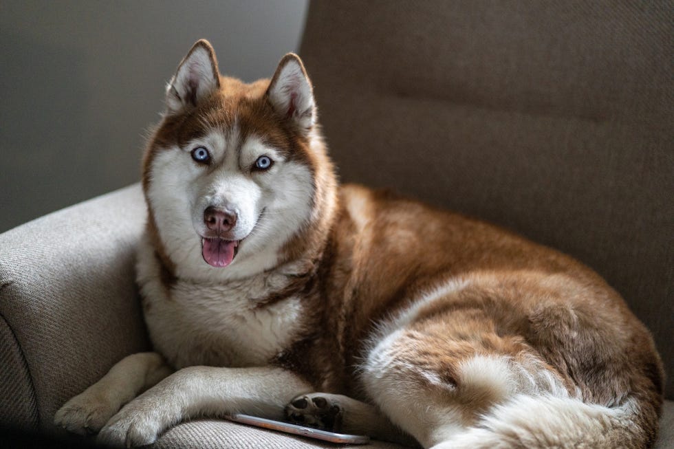 portrait of dog relaxing on sofa at home