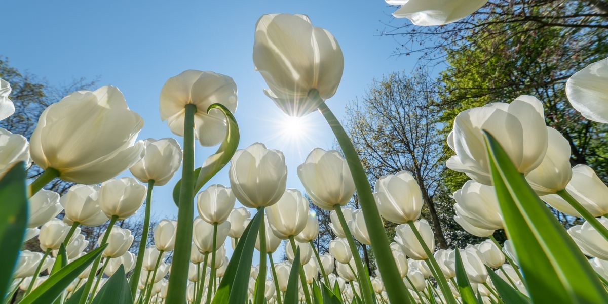 white tulip flower bed against blue sky and sun