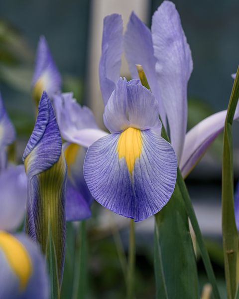 mehrere blau gelbe iris blüten