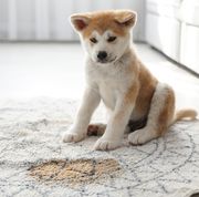 adorable akita inu puppy near puddle on rug at home