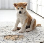 adorable akita inu puppy near puddle on rug at home