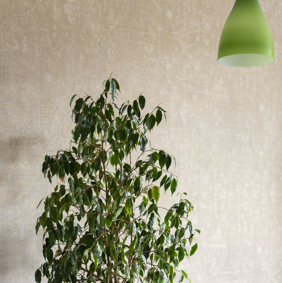plantas purificadoras de aire planta de interior en la mesa frente a la pared en casa