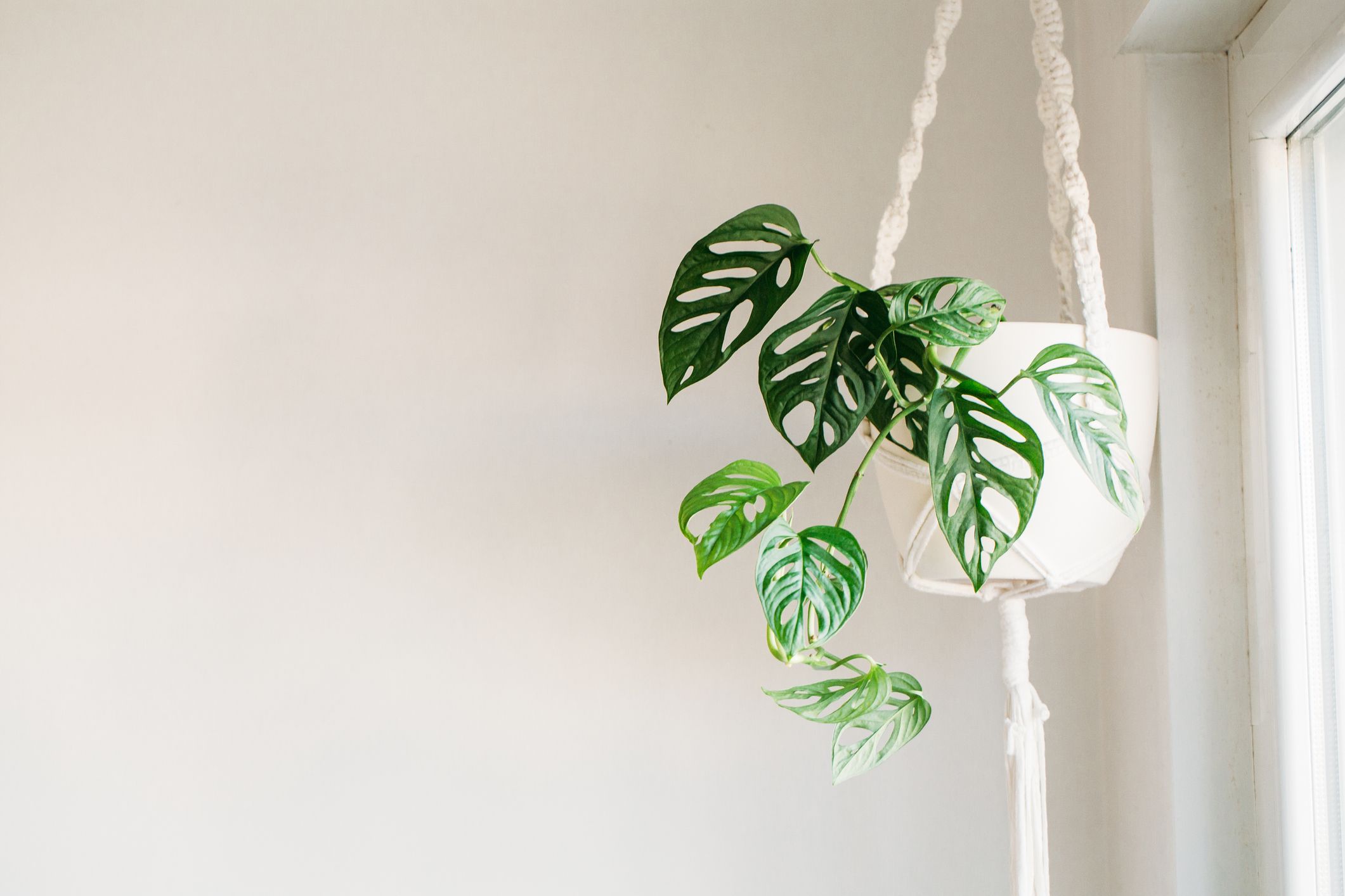 Utilize Corner Space with Hanging Plants