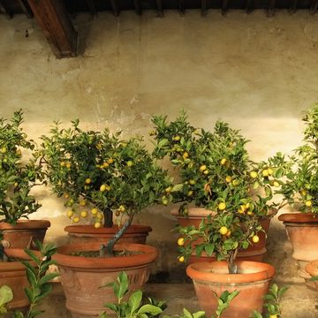 lemon trees in old fashioned rural lemon tree house in tuscany, italy