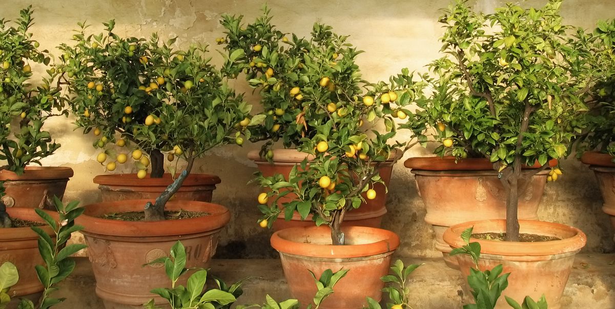 lemon trees in old fashioned rural lemon tree house in tuscany, italy