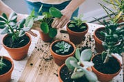 young woman gardening indoors, repotting succulent plants