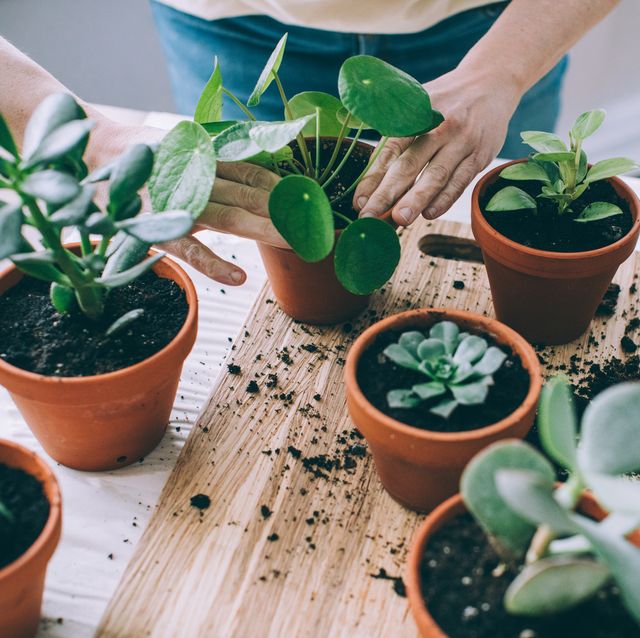 young woman gardening indoors, repotting succulent plants