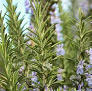 close up image of rosemary growing in a garden