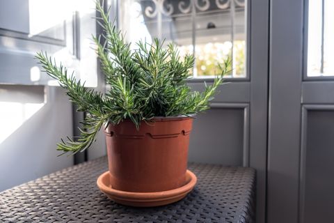 pot with rosemary