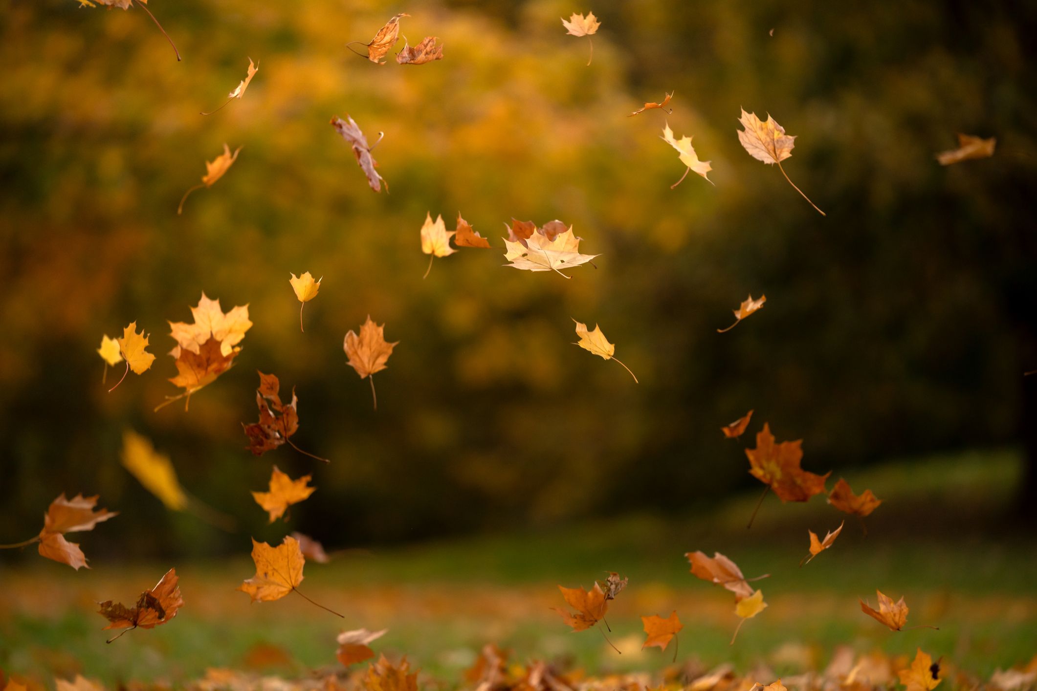 130 Best Fall Instagram Captions - Cute Autumn Caption Ideas
