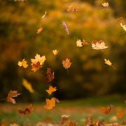 colorful autumn leaves falling from trees with gusts of wind outdoor photo