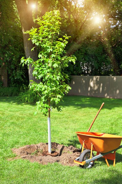 maple tree planting