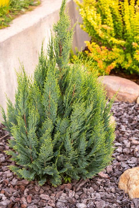 young chamaecyparis lawsoniana plant of ellwoodii variety with mulch pine bark in landscaping