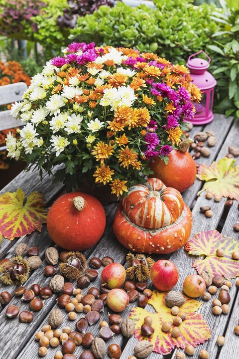 autumn container with mums and pumpkins